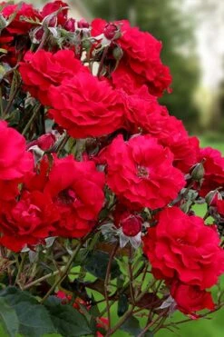 Oh My! Floribunda Tree Rose - 7 Gallon Pot 7 Oh My! Floribunda Tree Rose - 7 Gallon Pot -Garden Plants rosa oh my floribunda rose 2