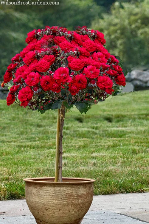 Oh My! Floribunda Tree Rose - 7 Gallon Pot 1 Oh My! Floribunda Tree Rose - 7 Gallon Pot