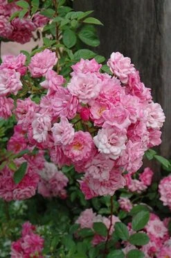 Peggy Martin Climbing Rose - 3 Gallon Pot -Garden Plants rosa peggy martin climbing rose 1