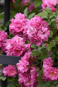 Peggy Martin Climbing Rose - 3 Gallon Pot -Garden Plants rosa peggy martin climbing rose 10