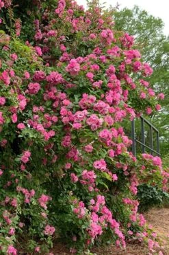 Peggy Martin Climbing Rose - 3 Gallon Pot -Garden Plants rosa peggy martin climbing rose 2