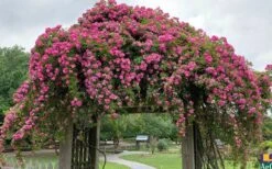 Peggy Martin Climbing Rose - 3 Gallon Pot -Garden Plants rosa peggy martin climbing rose 7