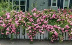 Peggy Martin Climbing Rose - 3 Gallon Pot -Garden Plants rosa peggy martin climbing rose 8