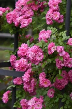 Peggy Martin Climbing Rose - 3 Gallon Pot -Garden Plants rosa peggy martin climbing rose 9