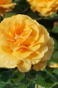 Rise Up Amberness Rose - 2 Gallon Pot -Garden Plants rosa rise up amberness rose 3