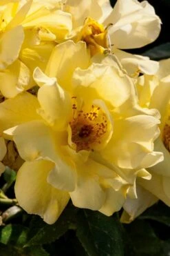 Lemon Drift Groundcover Rose - 3 Gallon Pot 9 Lemon Drift Groundcover Rose - 3 Gallon Pot -Garden Plants rose lemon drift 1