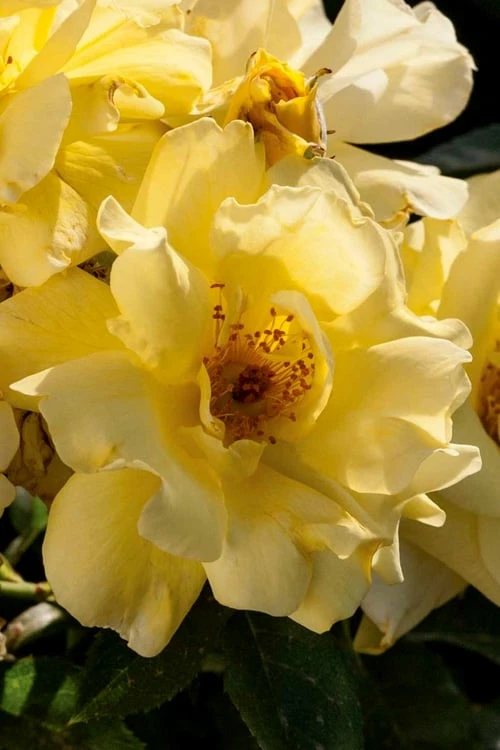 Lemon Drift Groundcover Rose - 3 Gallon Pot 4 Lemon Drift Groundcover Rose - 3 Gallon Pot - Image 4