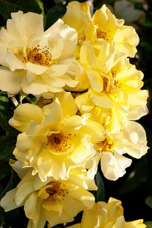 Lemon Drift Groundcover Rose - 3 Gallon Pot 1 Lemon Drift Groundcover Rose - 3 Gallon Pot