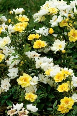 Lemon Drift Groundcover Rose - 1 Gallon Pot 10 Lemon Drift Groundcover Rose - 1 Gallon Pot -Garden Plants rose lemon drift 5 1