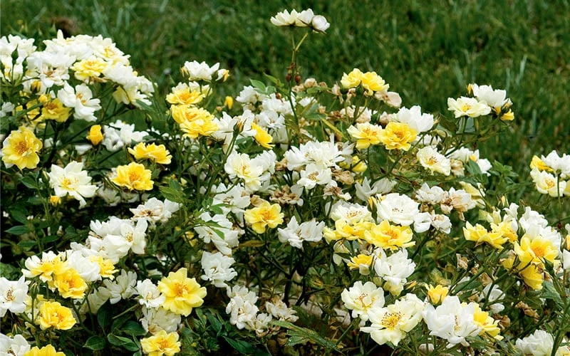 Lemon Drift Groundcover Rose - 1 Gallon Pot 6 Lemon Drift Groundcover Rose - 1 Gallon Pot - Image 6