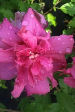 Lucy Rose Of Sharon (Single Trunk Tree) - 7 Gallon Pot (3-4') -Garden Plants rose of sharon lucy 5 2