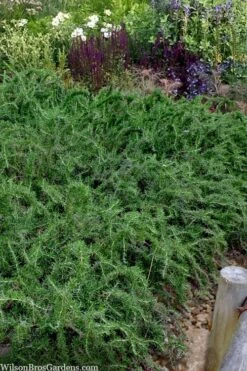 Blue Lagoon Rosemary - 5 Pack Of Quart Pots -Garden Plants rosmarinus officinalis blue lagoon rosemary 2