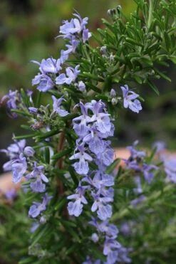 Blue Lagoon Rosemary - 5 Pack Of Quart Pots -Garden Plants rosmarinus officinalis blue lagoon rosemary 3