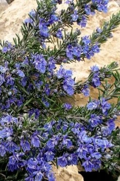 Blue Lagoon Rosemary - 5 Pack Of Quart Pots -Garden Plants rosmarinus officinalis blue lagoon rosemary 5