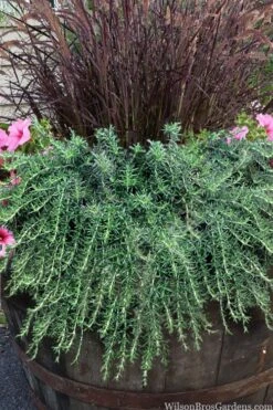 Prostrate Creeping Rosemary - 1 Gallon Pot -Garden Plants rosmarinus officinalis prostratus creeping rosemary 103