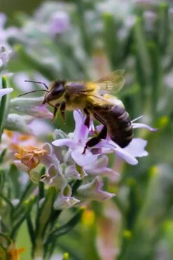 Salem Rosemary - 6 Pack Of Pint Pots 9 Salem Rosemary - 6 Pack Of Pint Pots -Garden Plants rosmarinus officinalis salem rosemary 6