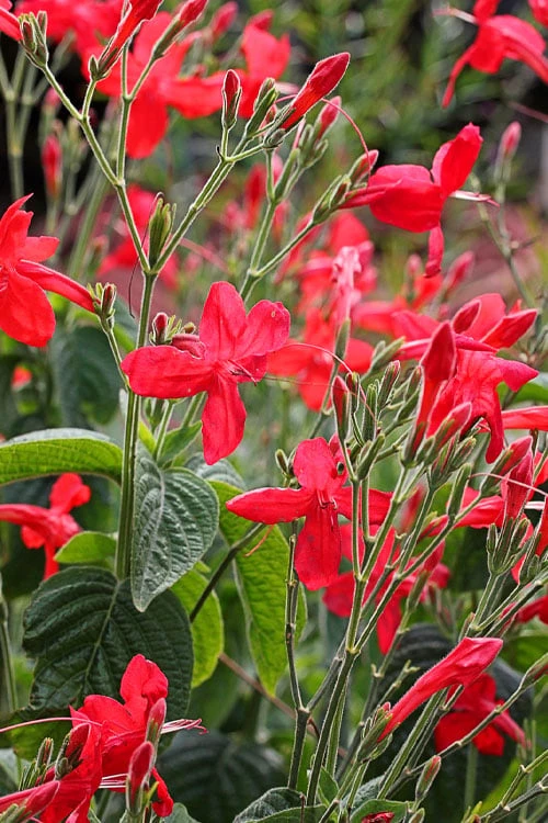 Ragin' Cajun Red Mexican Petunia (Ruellia Elegans) - 1 Gallon Pot 4 Ragin' Cajun Red Mexican Petunia (Ruellia Elegans) - 1 Gallon Pot - Image 4