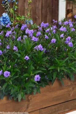Mayan Compact Purple Mexican Petunia (Ruellia) - 5 Pack Quart Pots -Garden Plants ruellia simplex mayan compact purple mexican petunia 4