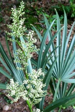 Blue Stem Dwarf Palmetto Palm (Sabal Minor) - 3 Gallon Pot -Garden Plants sabal minor dwarf blue stem palmetto palm 1 1