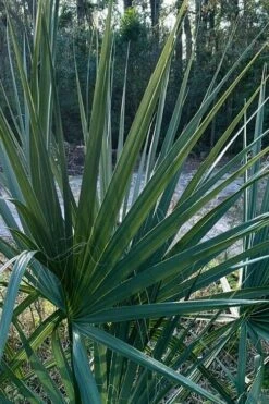 Blue Stem Dwarf Palmetto Palm (Sabal Minor) - 3 Gallon Pot -Garden Plants sabal minor dwarf blue stem palmetto palm 3 1