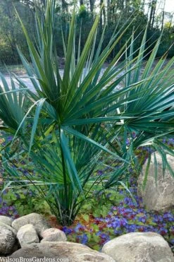 Blue Stem Dwarf Palmetto Palm (Sabal Minor) - 7 Gallon Pot -Garden Plants sabal minor dwarf blue stem palmetto palm 5