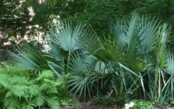Blue Stem Dwarf Palmetto Palm (Sabal Minor) - 7 Gallon Pot -Garden Plants sabal minor dwarf blue stem palmetto palm 6