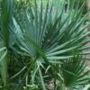 Blue Stem Dwarf Palmetto Palm (Sabal Minor) - 3 Gallon Pot