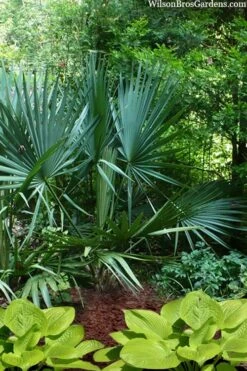 Blue Stem Dwarf Palmetto Palm (Sabal Minor) - 3 Gallon Pot -Garden Plants sabal minor dwarf blue stem palmetto palm 8 1