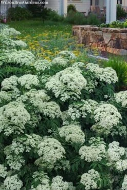 American Elderberry (Sambucus Nigra Canadensis) - 3 Pack Of 1.5 Quart Pots 10 American Elderberry (Sambucus Nigra Canadensis) - 3 Pack Of 1.5 Quart Pots -Garden Plants sambucus nigra canadensis common elderberry 12