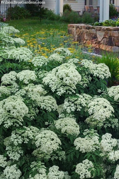 American Elderberry (Sambucus Nigra Canadensis) - 3 Pack Of 1.5 Quart Pots 4 American Elderberry (Sambucus Nigra Canadensis) - 3 Pack Of 1.5 Quart Pots - Image 4