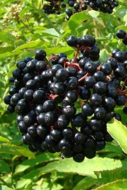 American Elderberry (Sambucus Nigra Canadensis) - 3 Pack Of 1.5 Quart Pots 12 American Elderberry (Sambucus Nigra Canadensis) - 3 Pack Of 1.5 Quart Pots -Garden Plants sambucus nigra canadensis common elderberry 4