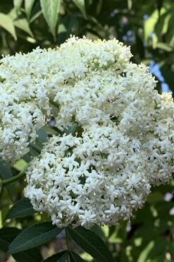 American Elderberry (Sambucus Nigra Canadensis) - 3 Pack Of 1.5 Quart Pots 11 American Elderberry (Sambucus Nigra Canadensis) - 3 Pack Of 1.5 Quart Pots -Garden Plants sambucus nigra canadensis common elderberry 9