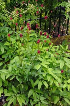 Great Burnet (Sanguisorba Officinalis) - 1 Gallon Pot -Garden Plants sanguisorba officinalis great burnet 4