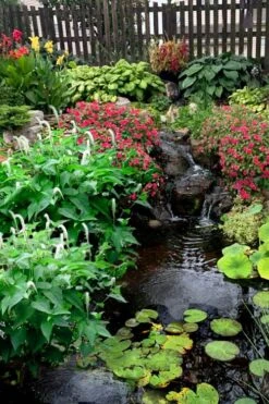 Lizard's Tail Swamp Lily (Saururus Cernuus) - 8 Pack Of 1 Gallon Pots -Garden Plants saururus cernuus lizards tail swamp lily 8 1