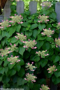 Rose Sensation Pink Climbing Hydrangea Vine - 3 Gallon Pot -Garden Plants schizophragma hydrangeoides rose sensation climbing hydrangea 104 1