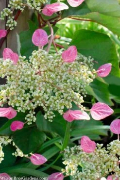 Rose Sensation Pink Climbing Hydrangea Vine - 1 Gallon Pot -Garden Plants schizophragma hydrangeoides rose sensation climbing hydrangea 105
