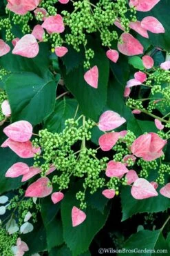 Rose Sensation Pink Climbing Hydrangea Vine - 1 Gallon Pot -Garden Plants schizophragma hydrangeoides rose sensation climbing hydrangea 106