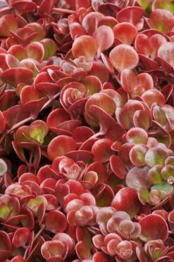 Coral Reef Sedum - 5-Pack Of Pint Pots -Garden Plants sedum tectractinum coral reef stonecrop 1 1