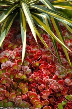 Coral Reef Sedum - 5-Pack Of Pint Pots -Garden Plants sedum tetractinum coral reef 20 1