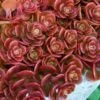 Coral Reef Sedum - 5-Pack Of Pint Pots