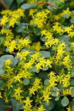 Coral Reef Sedum - 5-Pack Of Pint Pots -Garden Plants sedum tetractinum coral reef 22 1