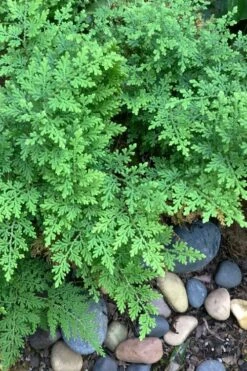 Arborvitae Fern (Selaginella Braunii) - 1 Gallon Pot -Garden Plants selaginella braunii arborvitae fern 2 1