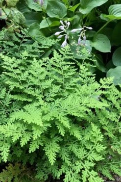 Arborvitae Fern (Selaginella Braunii) - 1 Gallon Pot -Garden Plants selaginella braunii arborvitae fern 3 1