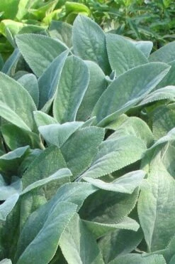 Helen Von Stein Lambs Ears (Big Ears) - 1 Gallon Pot -Garden Plants stachys byzantina helen von stein lambs ear 103