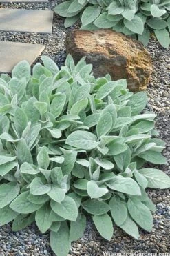 Helen Von Stein Lambs Ears (Big Ears) - 1 Gallon Pot