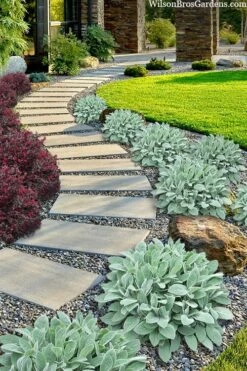 Helen Von Stein Lambs Ears (Big Ears) - 1 Gallon Pot -Garden Plants stachys byzantina helen von stein lambs ear 111