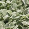 Silver Carpet Lambs Ears (Stachys) - 6 Pack Of Pint Pots