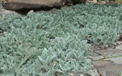 Silver Carpet Lambs Ears (Stachys) - 6 Pack Of Pint Pots -Garden Plants stachys byzantina silver carpet lambs ears 5