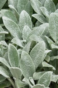 Silver Carpet Lambs Ears (Stachys) - 6 Pack Of Pint Pots -Garden Plants stachys byzantine silver carpet lambs ears 2