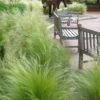 Pony Tails Mexican Feather Grass - Stipa Tennuissima - 1 Gallon Pot